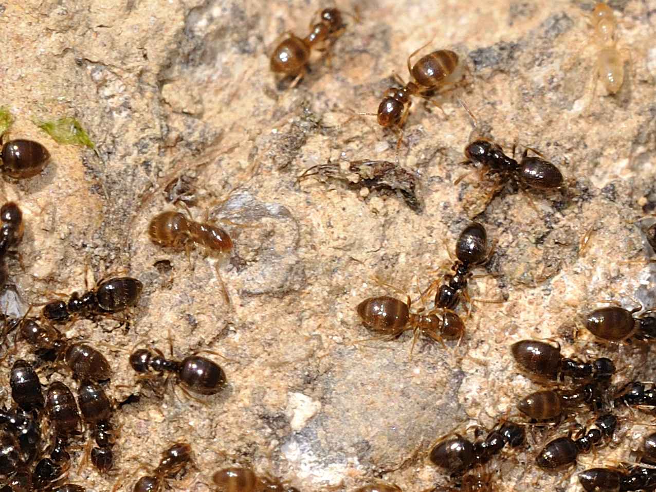 Formicidae - Plagiolepis sp.  e Tapinoma con larve